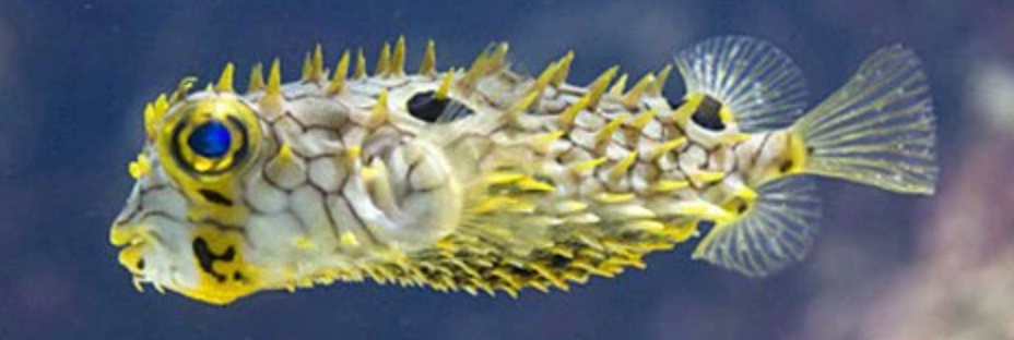 (SPECIAL ORDER) Spiny Box Puffer (EXPERT ONLY)