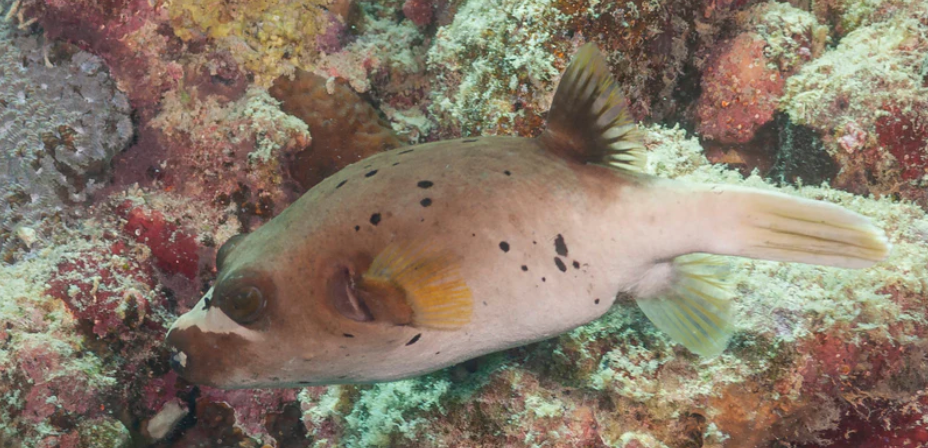 (SPECIAL ORDER) Dogface puffer (EXPERT ONLY)