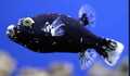 (SPECIAL ORDER) Dogface Puffer: Black (EXPERT ONLY)