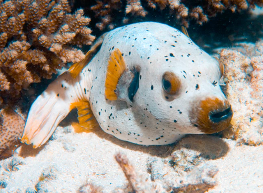 (SPECIAL ORDER) Dogface Puffer: Dalmation