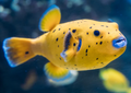 (SPECIAL ORDER) Dogface Puffer: Golden (EXPERT ONLY)