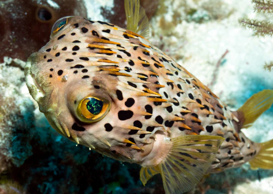 (SPECIAL ORDER) Porcupine Puffer (EXPERT ONLY)