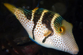 (SPECIAL ORDER) Valentini “Saddled Puffer”