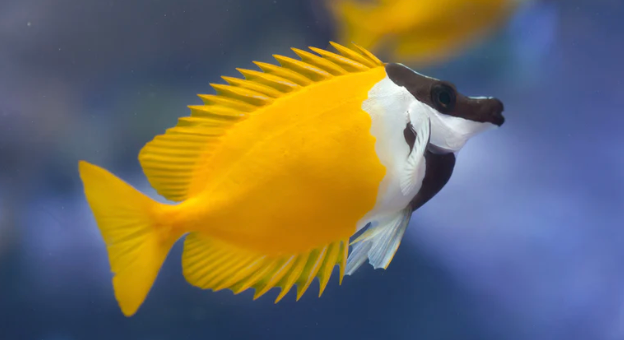 (SPECIAL ORDER) Foxface Rabbitfish (VENOMOUS)