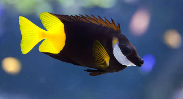 (SPECIAL ORDER) Fiji Foxface (VENOMOUS)