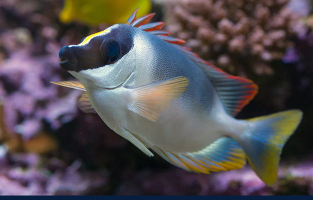 (SPECIAL ORDER) Magnificent Foxface (VENOMOUS)