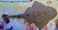 (SPECIAL ORDER) Angel Shark (EXPERT ONLY)
