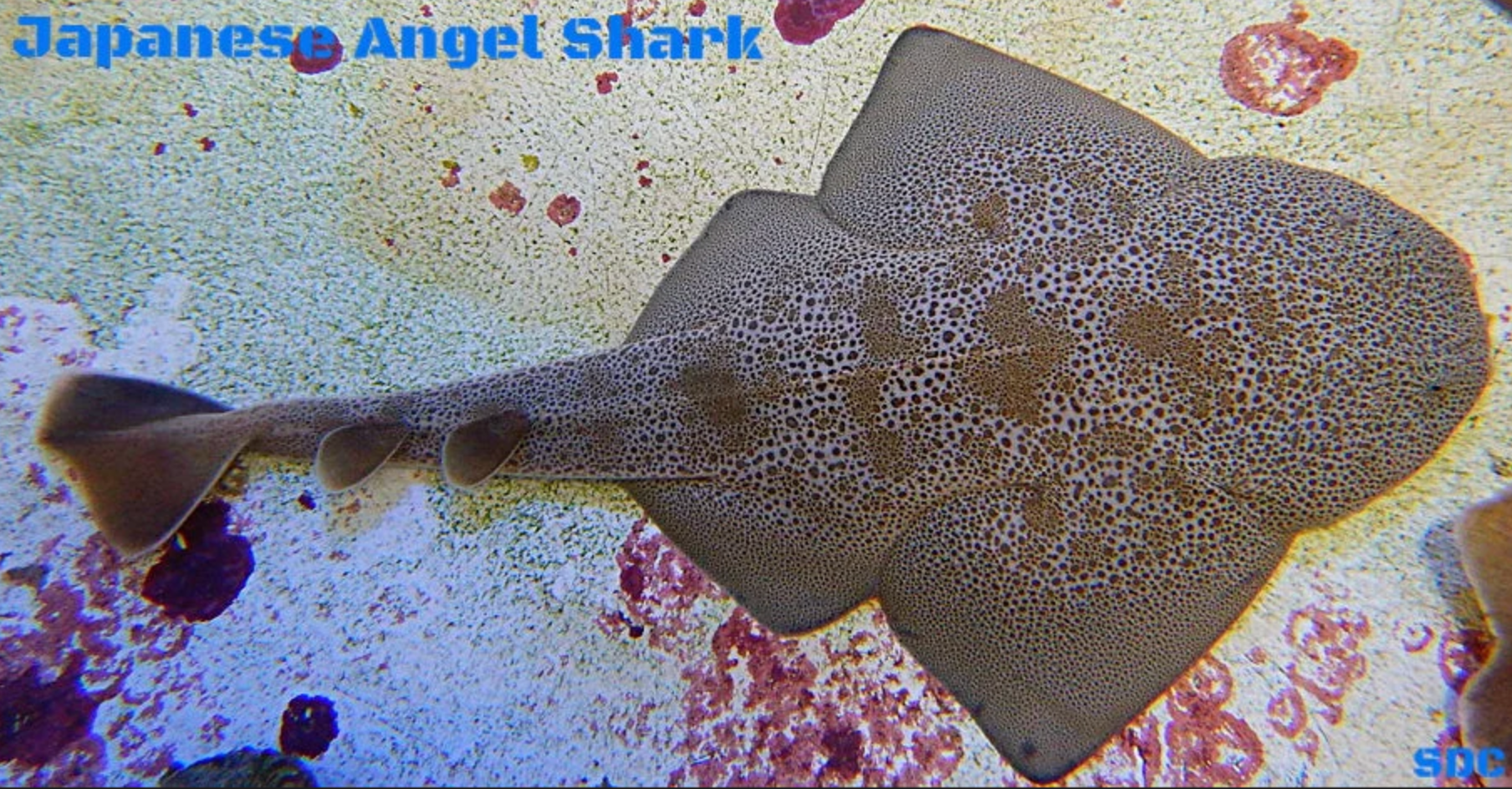 (SPECIAL ORDER) Angel Shark (EXPERT ONLY)