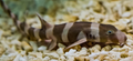 (SPECIAL ORDER) Banded Bamboo Shark (EXPERT ONLY)