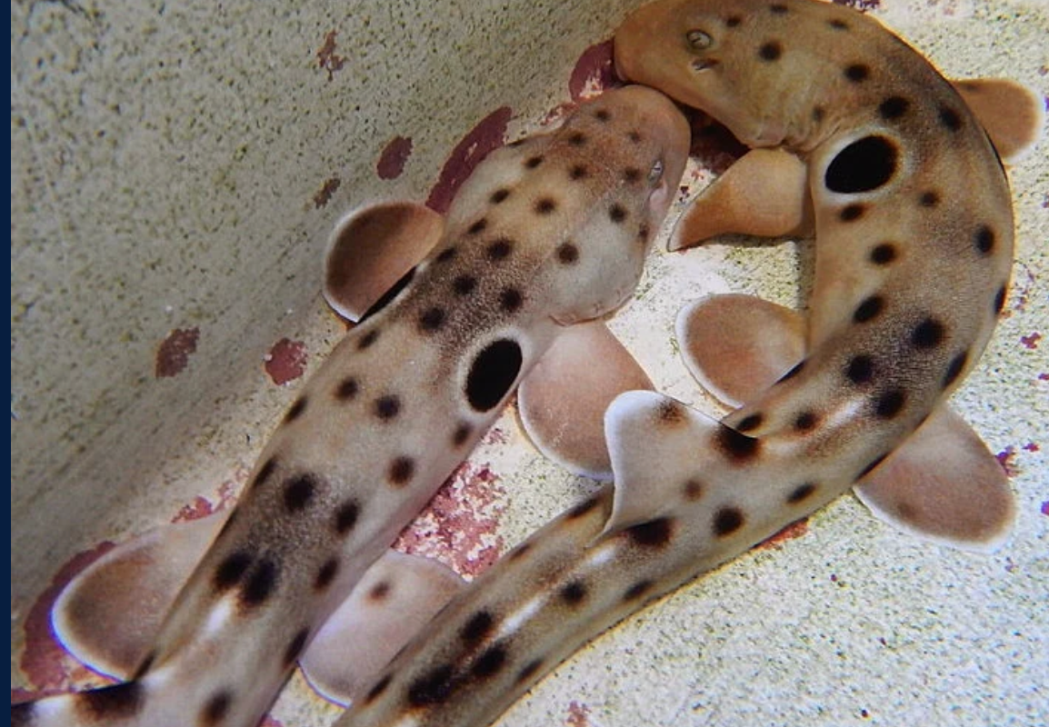 (SPECIAL ORDER) Epaulette Shark (EXPERT ONLY)