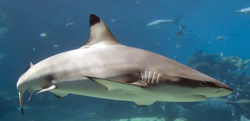 (SPECIAL ORDER) Black Tip Reef Shark (EXPERT ONLY