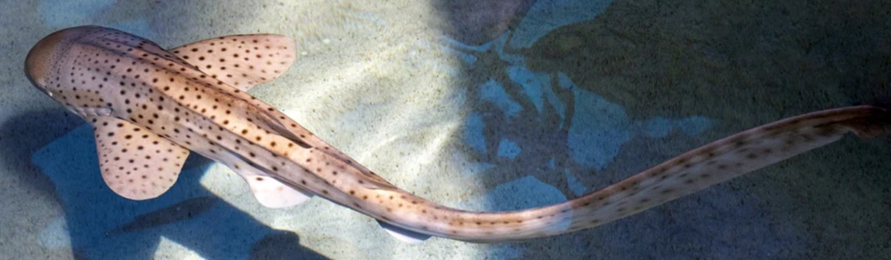 (SPECIAL ORDER) Zebra Shark (EXPERT ONLY)