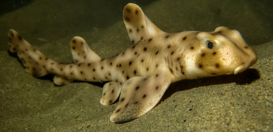 (SPECIAL ORDER) Horn Shark (EXPERT ONLY)