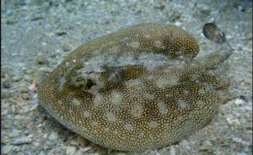 Yellow stingray (EXPERT ONLY)