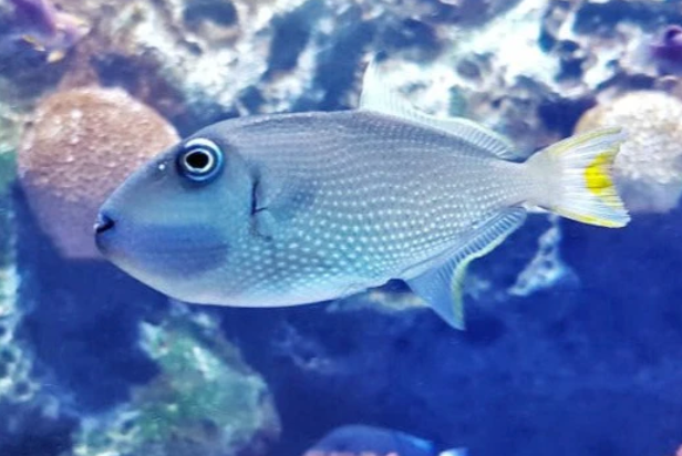 (SPECIAL ORDER) Blue Throat Trigger