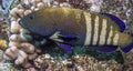 (SPECIAL ORDER) Argus Grouper