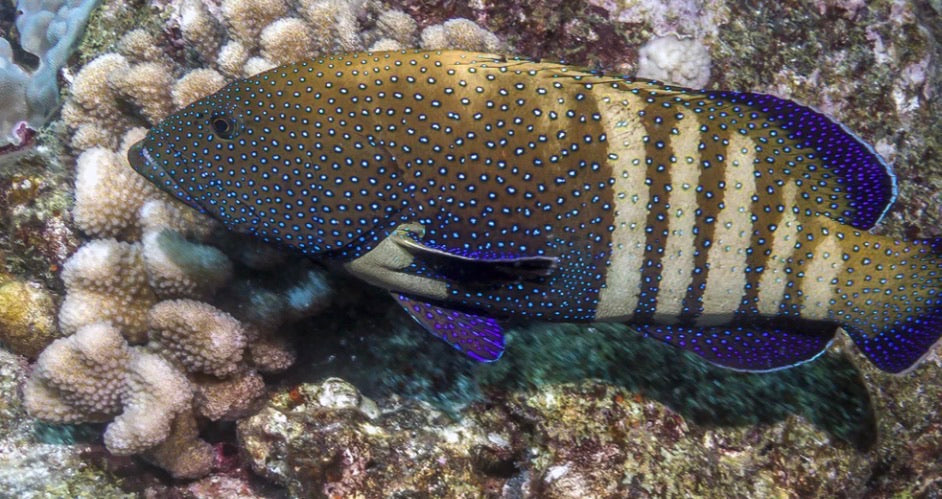 (SPECIAL ORDER) Argus Grouper