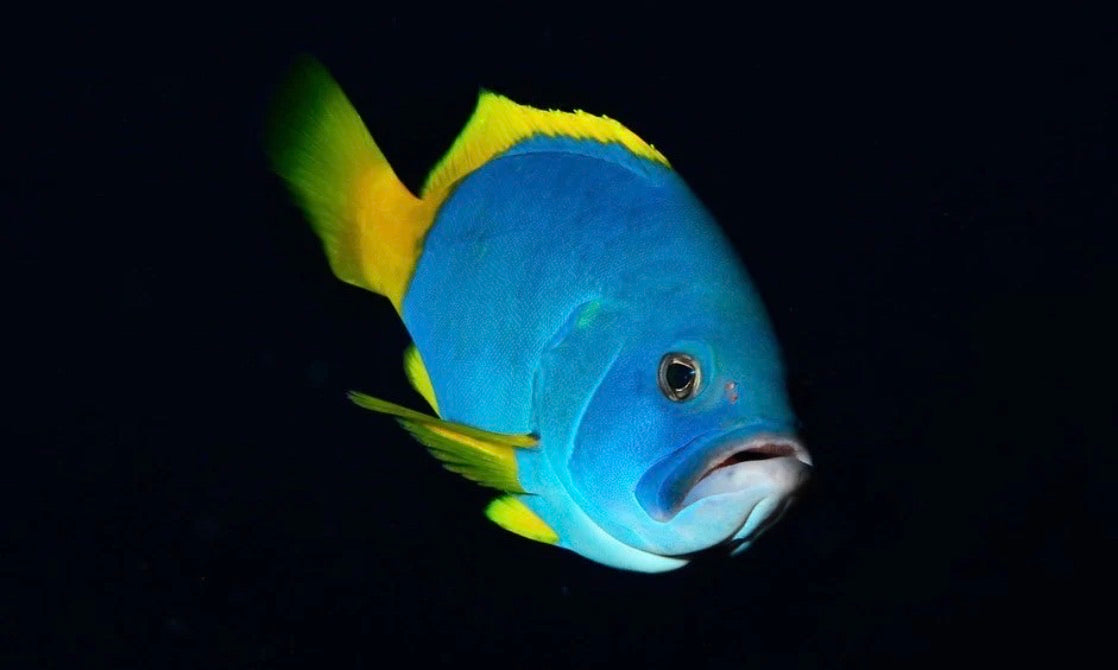 (SPECIAL ORDER) Blue and Yellow Cod
