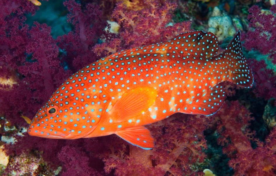 (SPECIAL ORDER) Miniatus grouper