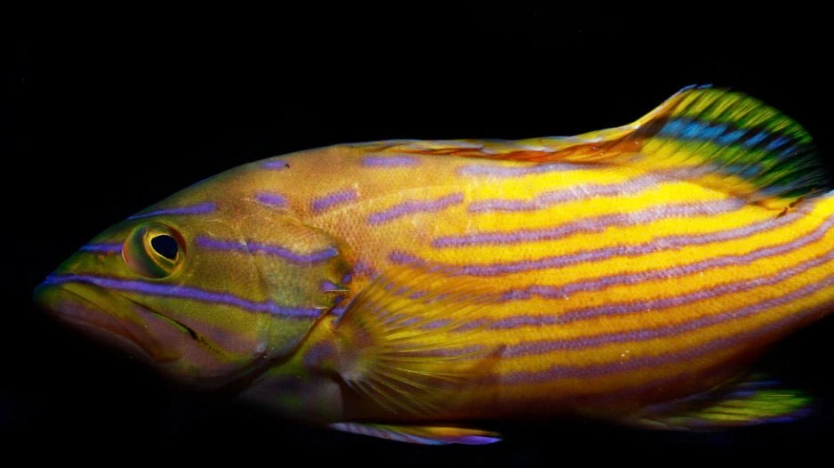 (SPECIAL ORDER) Polleni Grouper