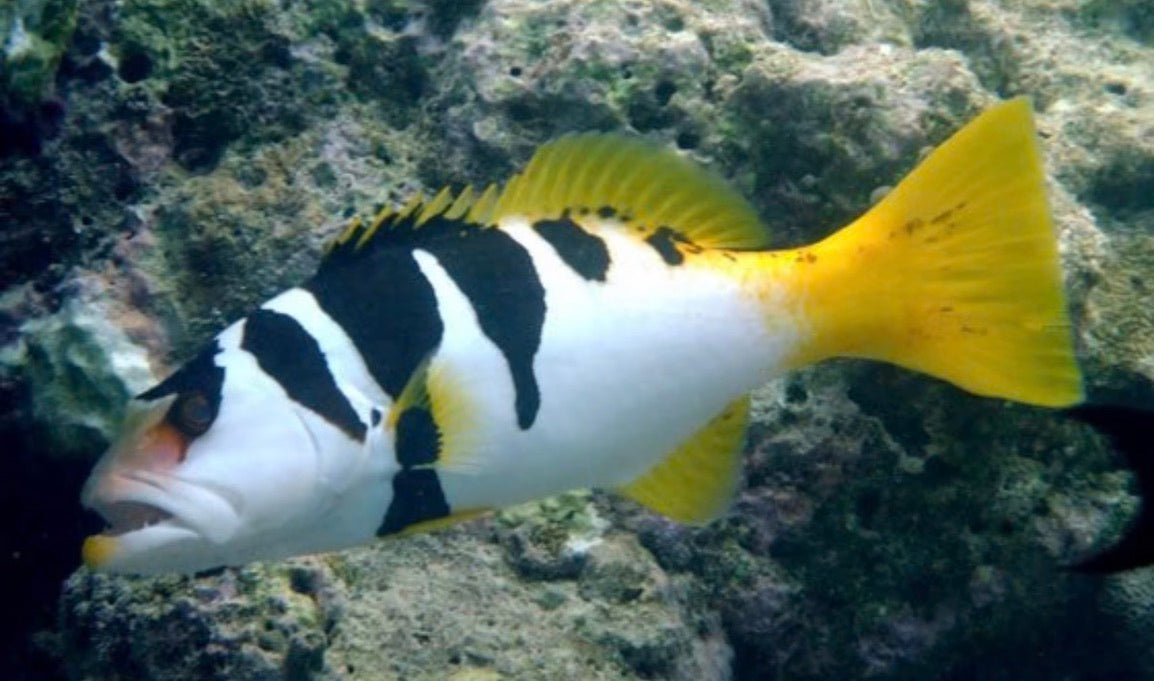 (SPECIAL ORDER) Saddleback Grouper