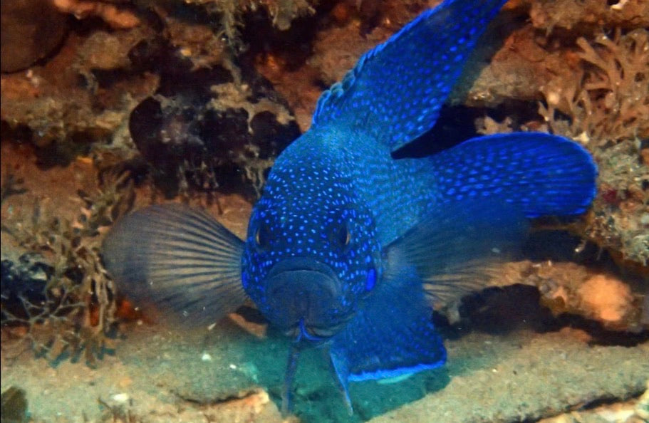 (SPECIAL ORDER) Blue Devil Soapfish