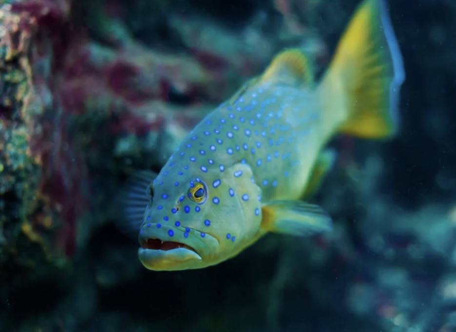 (SPECIAL ORDER) Blue Spotted Grouper