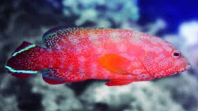 (SPECIAL ORDER) V-Tail Grouper