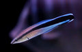 (SPECIAL ORDER) Bluestreak Cleaner Wrasse