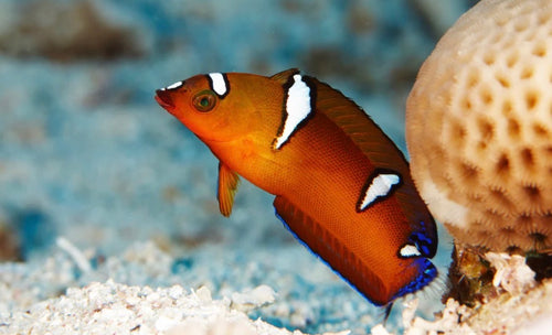 (SPECIAL ORDER) African Coris Wrasse