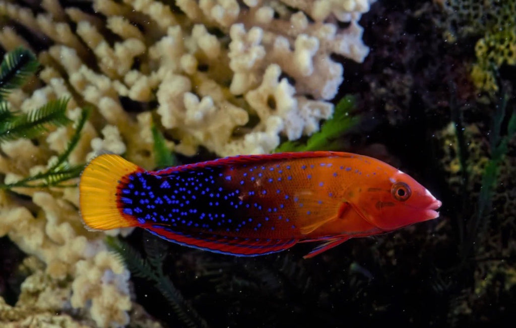 (SPECIAL ORDER) African Coris Wrasse