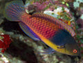 (SPECIAL ORDER) Blue Sided  Fairy Wrasse: Male