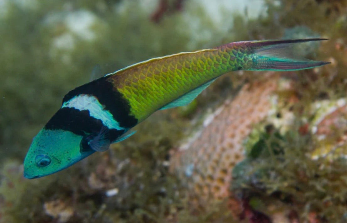 (SPECIAL ORDER) Bluehead Wrasse