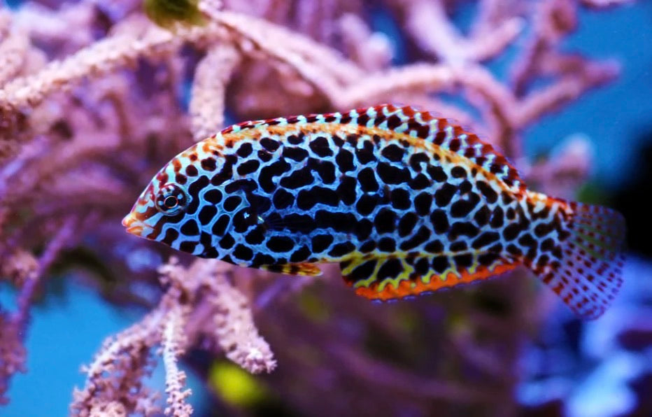 (SPECIAL ORDER) Leopard Wrasse