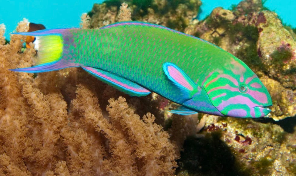 (SPECIAL ORDER) Lunare Wrasse