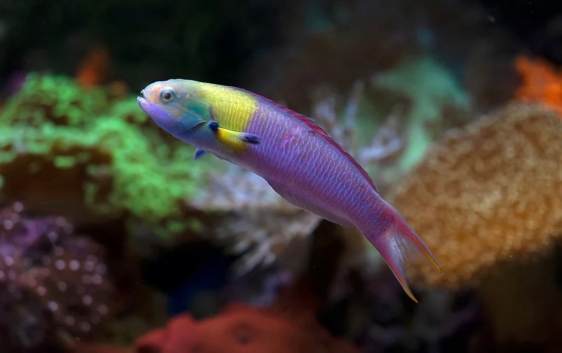 (SPECIAL ORDER) Mexican Paddlefin Wrasse