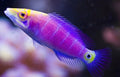 (SPECIAL ORDER) 5-line Mystery Wrasse