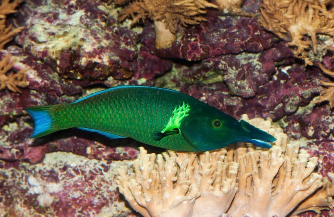 (SPECIAL ORDER) Green Bird Wrasse