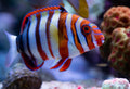 (SPECIAL ORDER) Harlequin Tusk