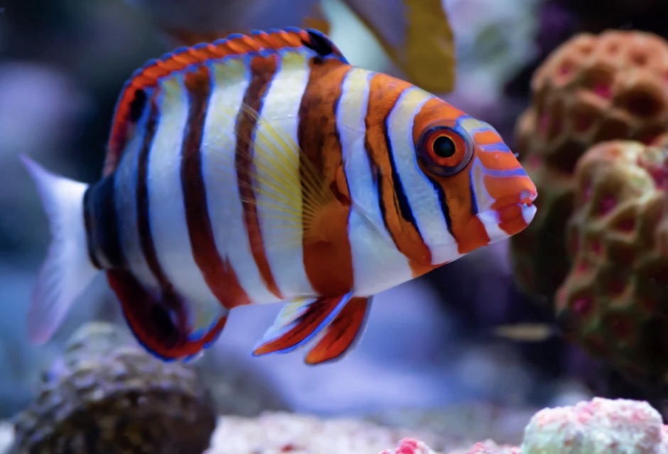 (SPECIAL ORDER) Harlequin Tusk